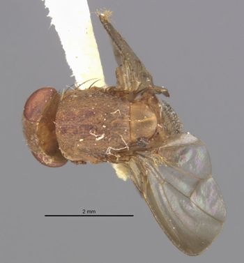 Media type: image;   Entomology 7856 Aspect: habitus dorsal view